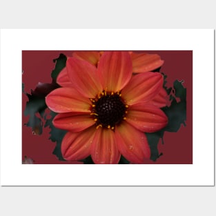 Dahlia Flower Posters and Art